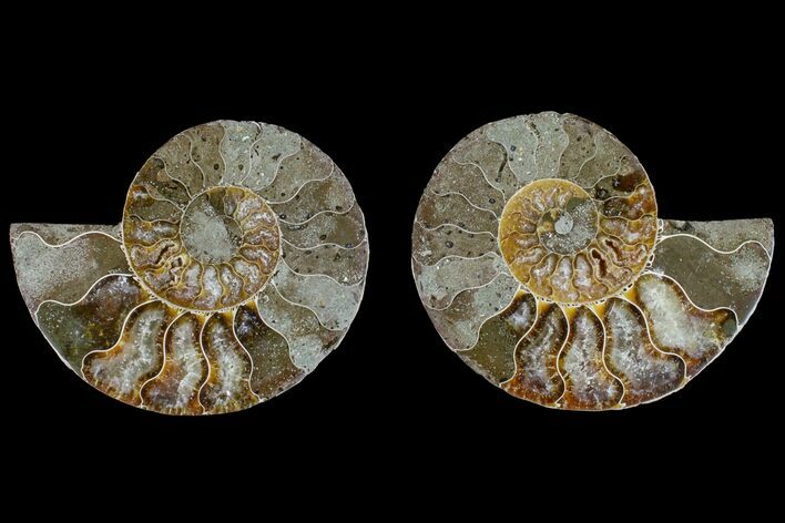 Bargain, Cut & Polished Ammonite Fossil - Madagascar #148044